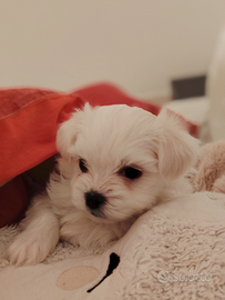 Maltese maschio cucciolo