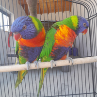 Loris arcobaleno alevati a mano molto belli