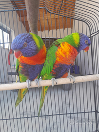 Loris arcobaleno alevati a mano molto belli