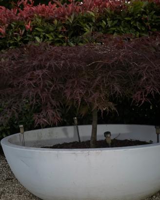 Acero rosso 4 anni guapponese con vaso resina