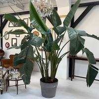 STERLIZIA COJ VASO 3 Metri