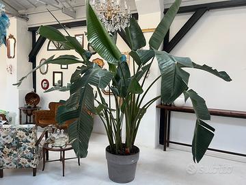 STERLIZIA COJ VASO 3 Metri