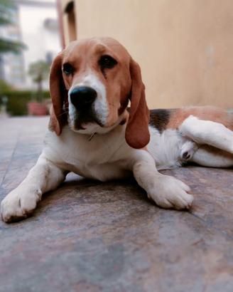 Beagle