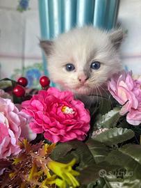 Simil ragdoll occhi blu