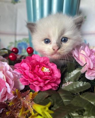 Simil ragdoll occhi blu