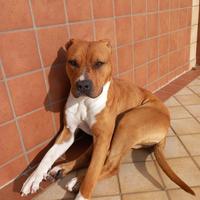 Pitbull 2 anni femmina