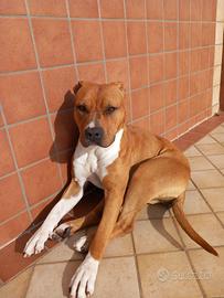 Pitbull 2 anni femmina