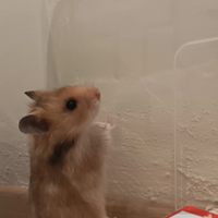 Criceto Dorato