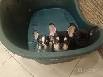 Bulldog francese