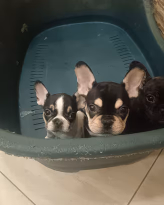 Bulldog francese