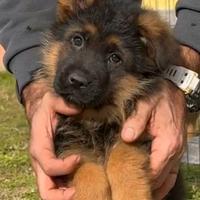 Cuccioli di pastore tedesco - allevamento ENCI