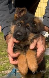 Cuccioli di pastore tedesco - allevamento ENCI