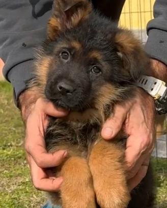 Cuccioli di pastore tedesco - allevamento ENCI