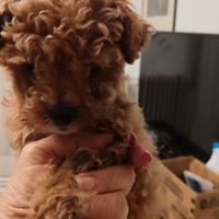 Cucciolo di barboncino Red Braun