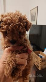 Cucciolo di barboncino Red Braun