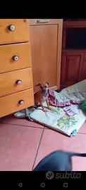 Incrocio pinscher