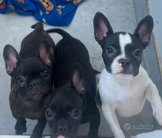 Bulldog francese ( con codino)