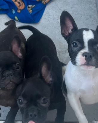 Bulldog francese ( con codino)