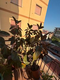 Ficus pianta