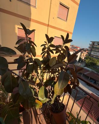 Ficus pianta