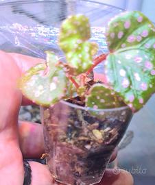 begonia Muara Wahau 