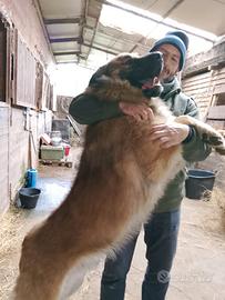 Pastore del caucaso: cuccioli