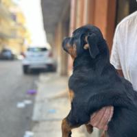 Rottweiler cucciola