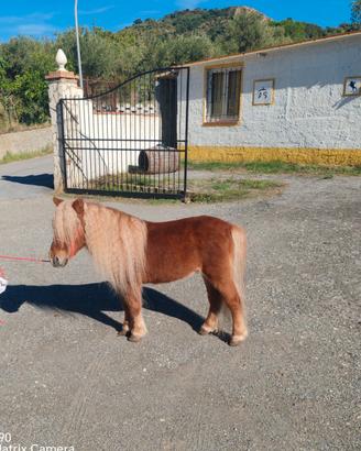 mini pony 