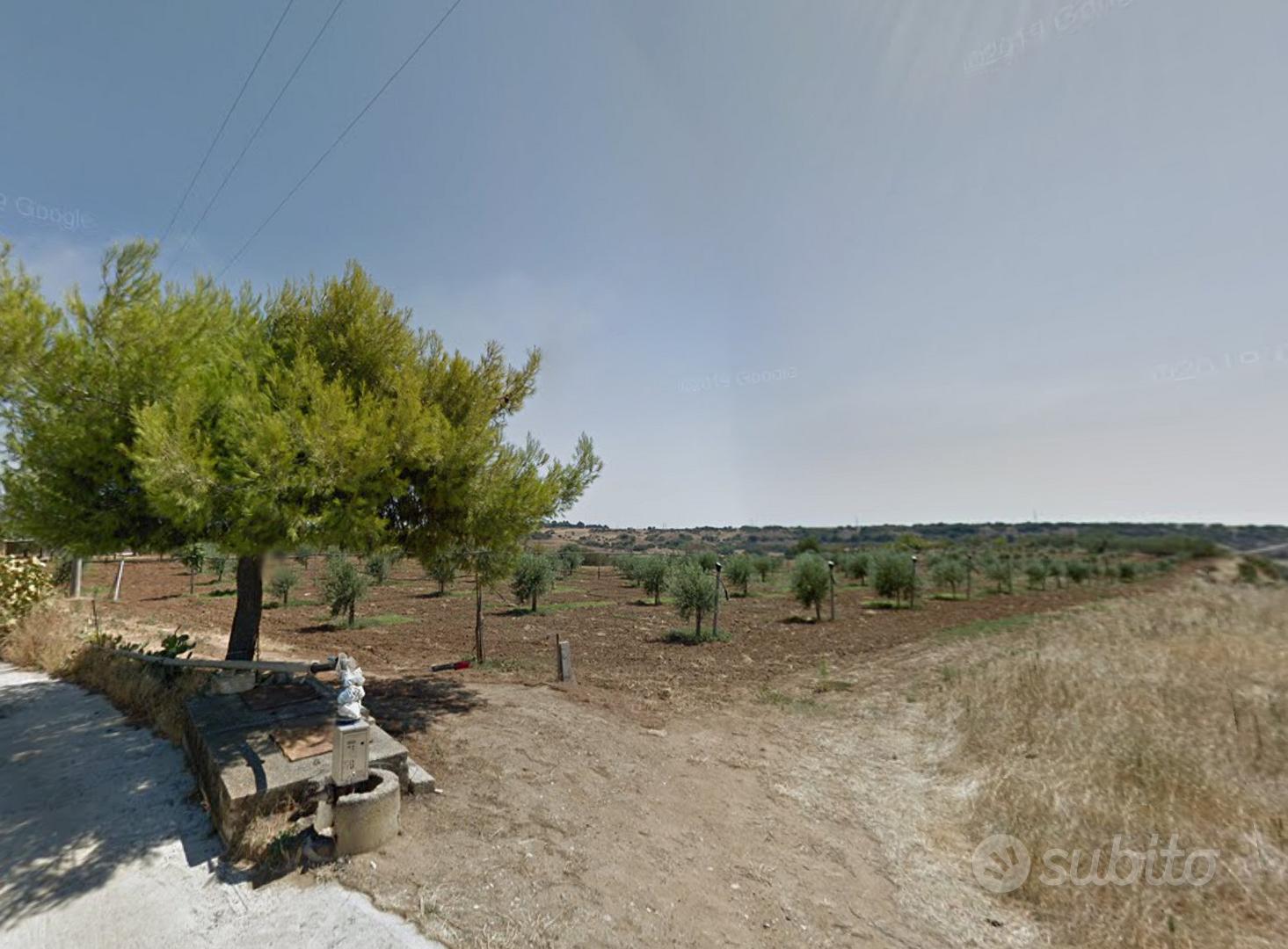 Terreno Agricolo Uliveto 1,4 ettari in Produzione - Vista 2