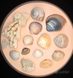 Collezione Mare 13 - Conchiglie e Coralli, 14 pz