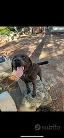 Cuccioli labrador