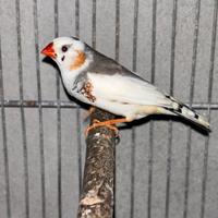 Diamantini mandarini