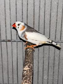 Diamantini mandarini