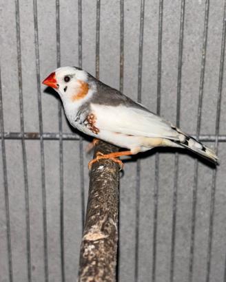 Diamantini mandarini