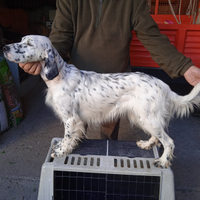 Setter radentis