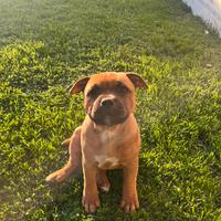 Staffy