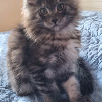 Maine Coon cucciolo