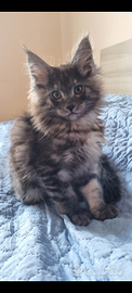 Maine Coon cucciolo