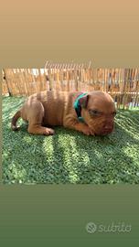 Cuccioli american pitbull terrier ukc red nose