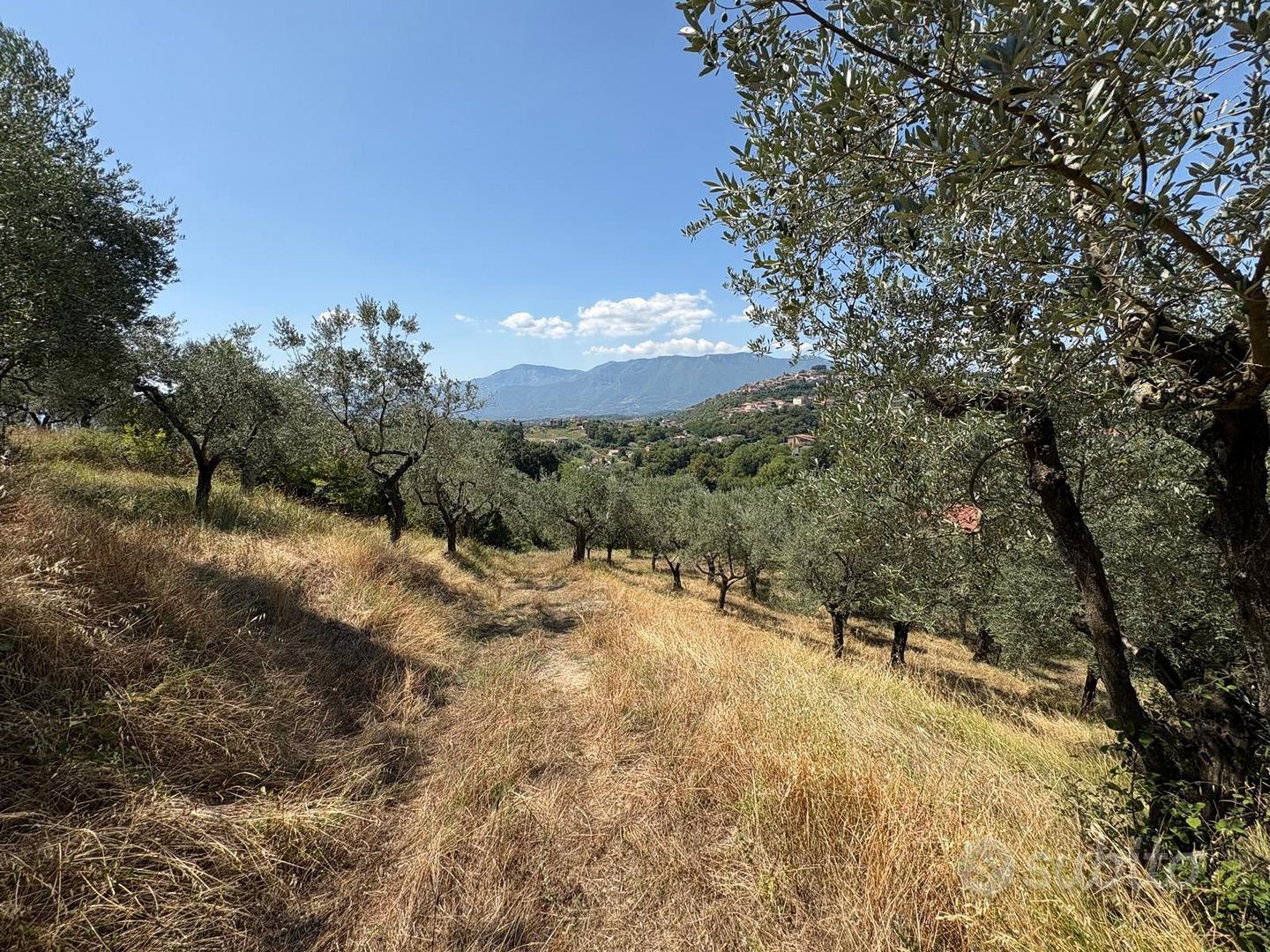 Rustico con uliveto - Altro