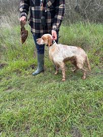 setter inglese  beccaccie 
