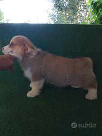 Welsh Corgi Pembroke cuccioli