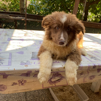 Cuccioli di pastore australiano