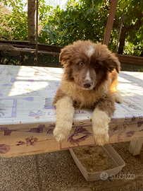 Cuccioli di pastore australiano