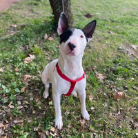 Bull terrier in adozione