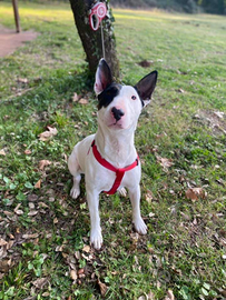 Bull terrier in adozione