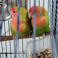 Pappagalli inseparabili