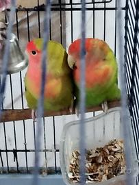 Pappagalli inseparabili