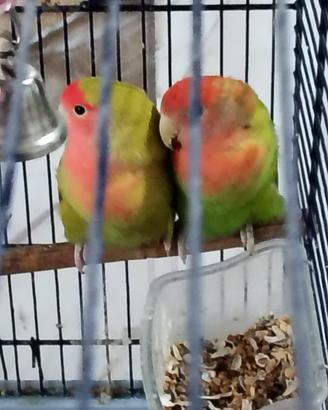 Pappagalli inseparabili