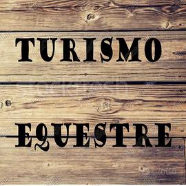 Cavalli da passeggiata